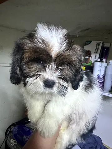 Young havanese puppy, friendly and vaccinated