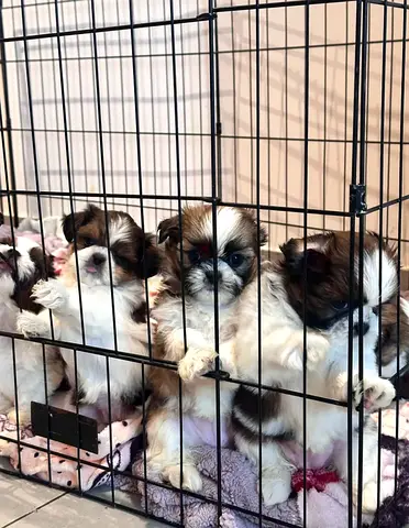 Dogs for adoption