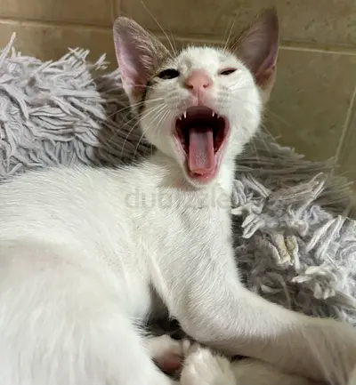 Kitten for adoption