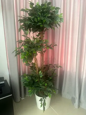 Home Center Artificial Ficus Tree in White Pot