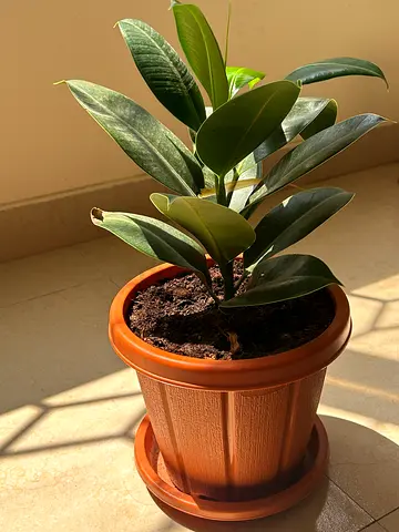 Plant real