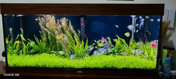 120cm Juwel Rio 240 Aquarium Fish Tank sale