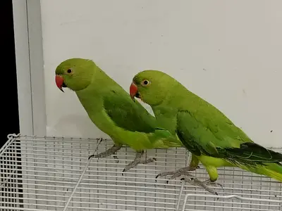 2 parrots
