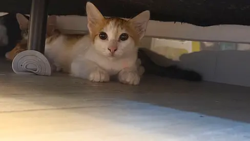 Kittens