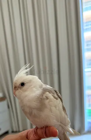 Cockatiels hand fed, very friendly