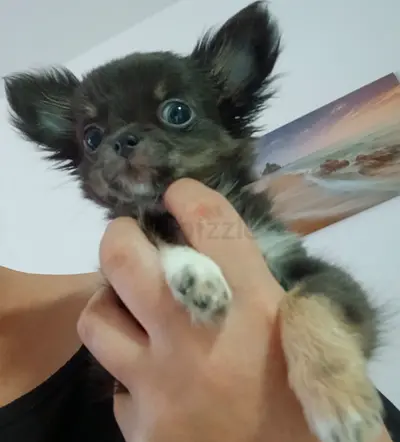 Teacup longhair chihuahua