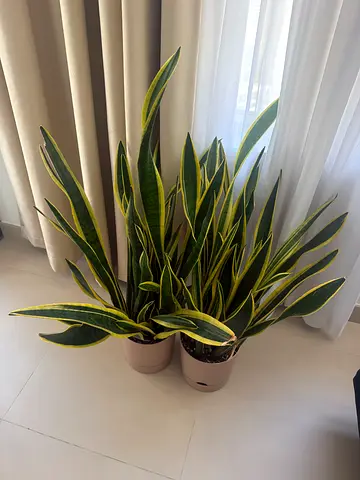 Pair of Large Snake Plants (Sansevieria) in Pots — Great Condition