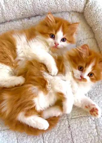 Persian - Scottish Straight Fluffies