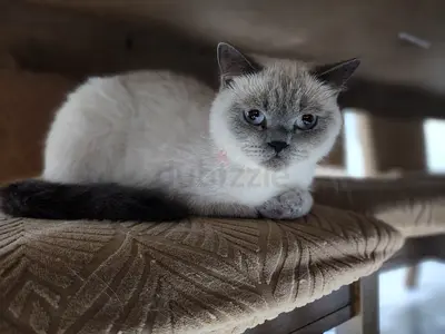 British Shorthair-looking cat available for adoption — calm indoor cat