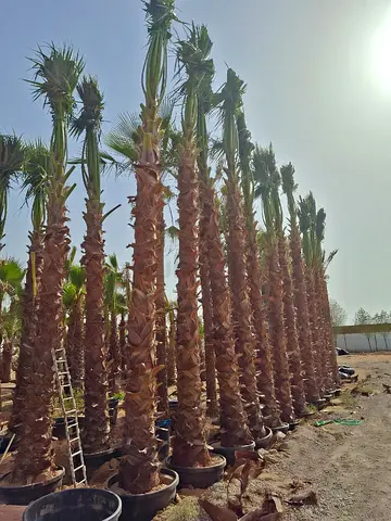 Washingtonia ready to install delivery all over UAE.