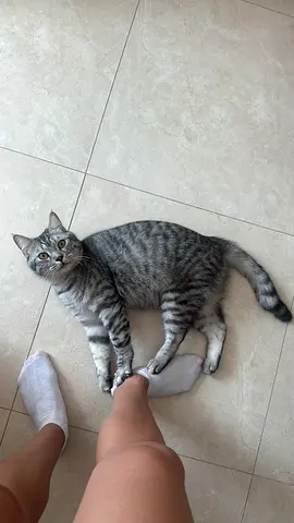 Male Cat for Adoption – 3 Years Old, Neutered  Healthy