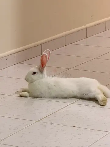 White rabbit — friendly pet ready for adoption