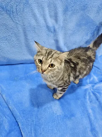 Kittens for free adoption