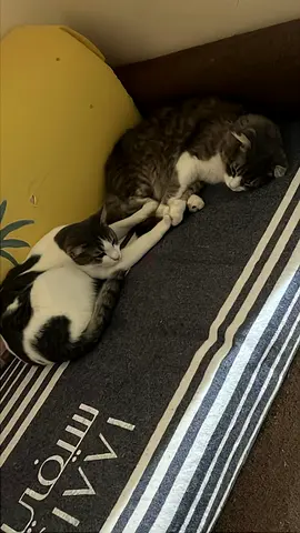 Cats for adoption