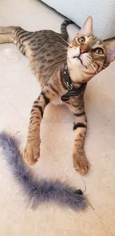 Male cat for adoption