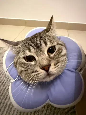 cute cat looking for a loving home