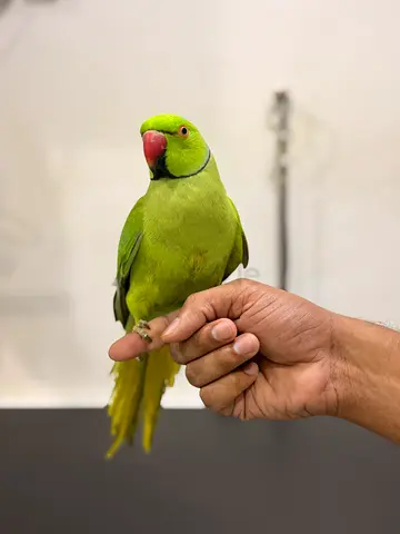 Tamed parrot