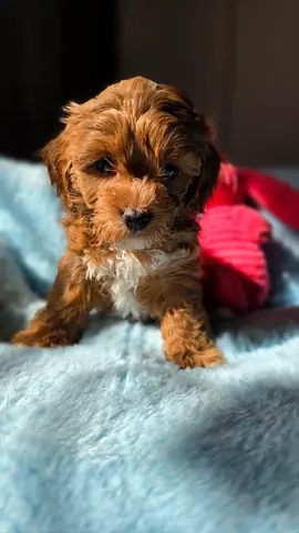 ADORABLE CAVAPOO HOME RAISED PUPPIES