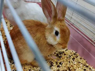 Rabit