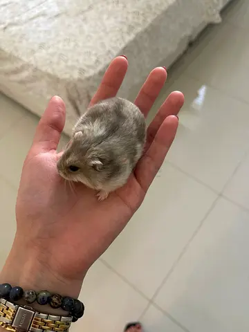 Hamsters for adoption