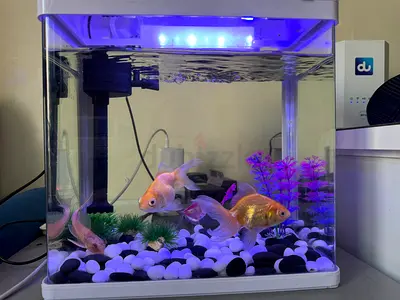 Small aquarium with 2 goldfish+ 2 other fish filter and LED light