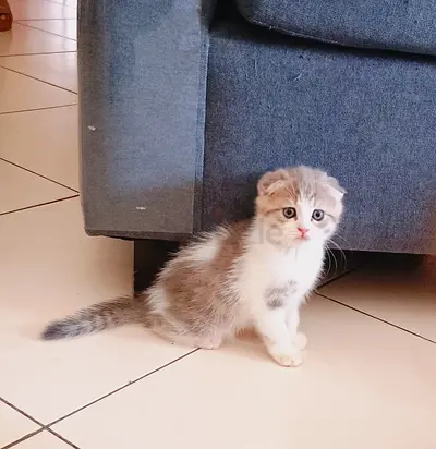 Pets for adoption