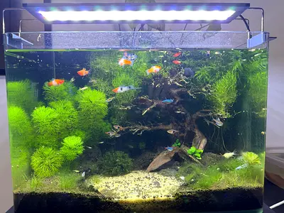 Planted aquarium for sale