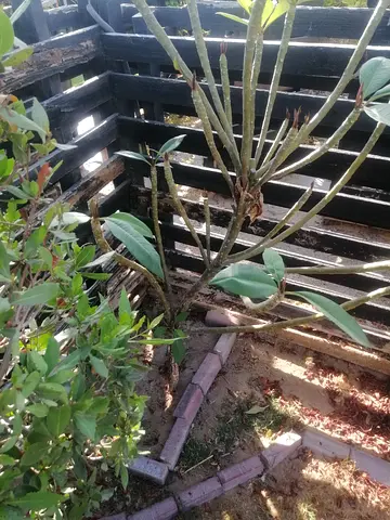 Small garden plants and shrubs - pick up from villa corner