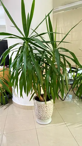 Large indoor Dracaena plant in decorative pot - alomst 2 meter height - 15 years old
