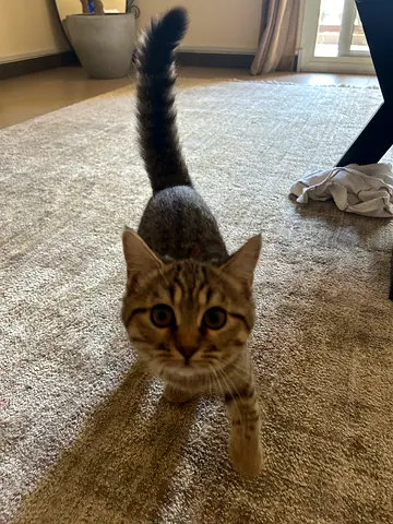 Kitten for adoption