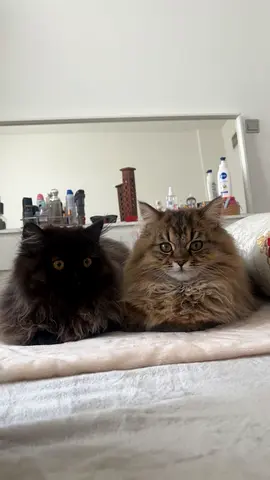 Two kittens for free adoption