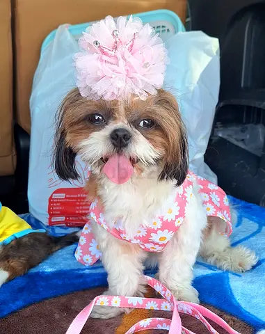 Beautiful Female Shihtzu puppies cute little girl puppy small dog