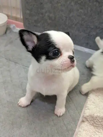 A sweet, gentle Chihuahua girl
