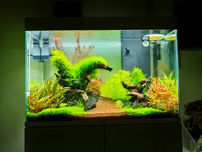 Luxury Planted Aquascape - Ciano 145L + Cabinet, CO2  Ultimate Pro-Pack Kit