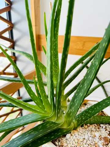 Aloe Vera Plants