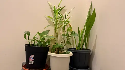 Mixed Indoor Houseplants Collection – Pothos, Snake Plant  More