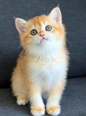 Very nice cat