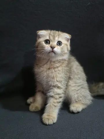 Scottish fold
