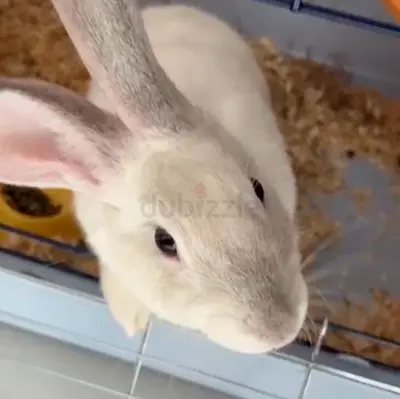 Friendly white rabbit available for adoption (Free)