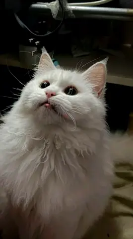 Cat for adoption