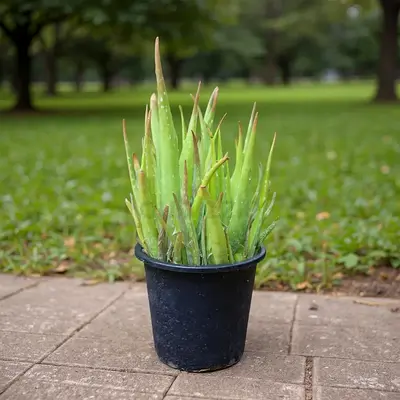 Aloe vera plant in pot - healthy indoor/outdoor succulent