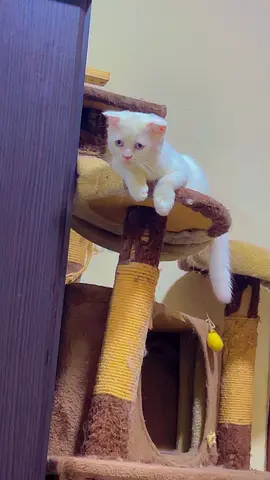 Pets for adoption