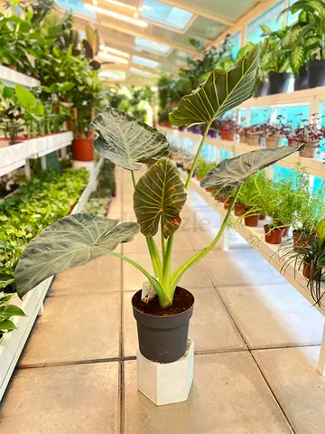 Alocasia Regal Shield (Elephant Ear) Indoor Potted Plant - Healthy Large Leaves