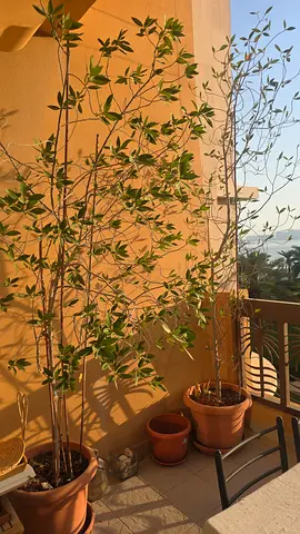 Plants for free