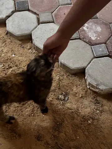 Friendly young kitten looking for a new home