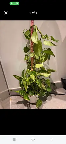 Healthy Hanging Pothos (Epipremnum) on Moss Pole - Ready to Display