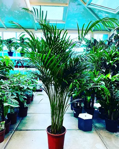 Live Areca Palm Indoor Plant, 120 cm Height