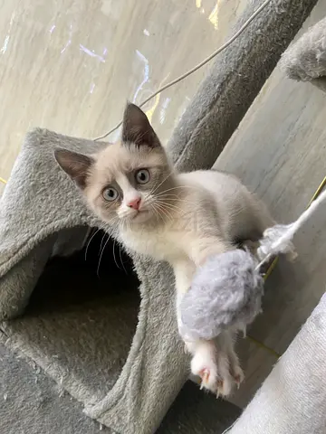 Playful Ragdoll — Friendly and Healthy