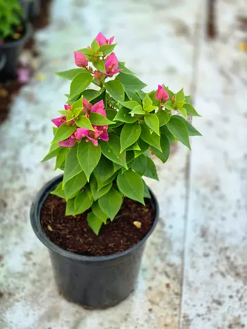 Natural plants