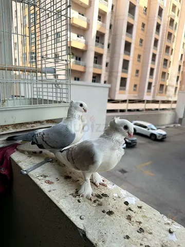 Pigeon